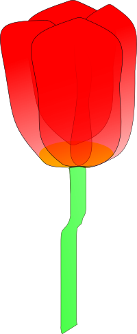 tulip