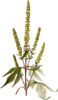 Giant ragweed