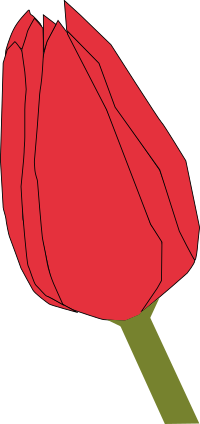tulip2