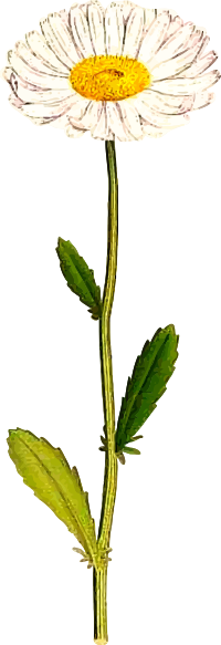 Oxeye daisy