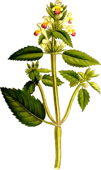 Hemp-nettle