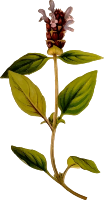 Prunella vulgaris