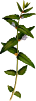 Common skullcap