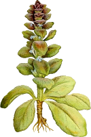 Pyramid bugle