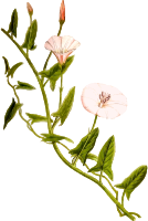 Field bindweed