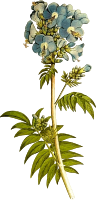 Polemonium coeruleum