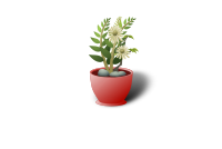 white flower pot