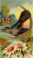 Cigarette card - Catbird