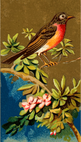 Cigarette card - Robin