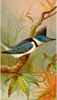 Cigarette card - Kingfisher