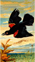 Cigarette card - Starling