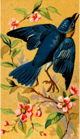 Cigarette card - Bluebird