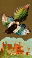 Cigarette card - Magpie