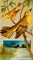Cigarette card - Wood warbler
