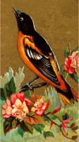 Cigarete card - Baltimore Oriole