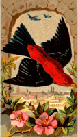 Cigarette card - Scarlet Tanager
