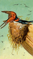 Cigarette card - Barn Swallow