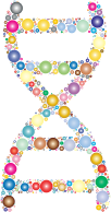 Prismatic DNA Helix Circles 2