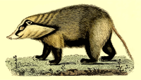 Hog badger