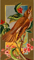 Cigarette card - Wood Thrush