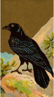 Cigarette card - Raven