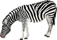 zebra