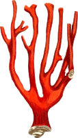 Coral 2