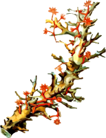 Coral 5