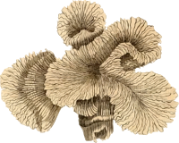 Coral 4