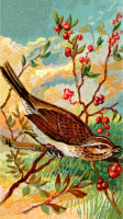 Cigarette card - song bird