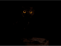 dark owl