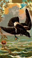 Cigarette card - Mother Carey's Chicken