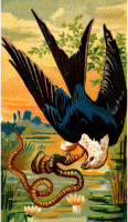 Cigarette card - Swallow-tailed hawk