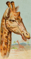 Cigarette card - Giraffe