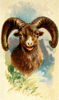 Cigarette card - Rocky mountain sheep