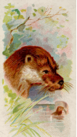 Cigarette card - Otter