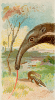 Cigarette card - Anteater