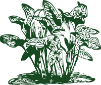 tropical plants