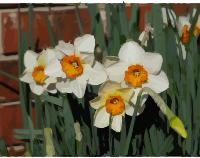 daffodils-02