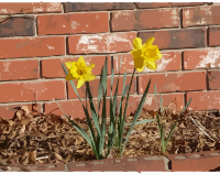 daffodils-04