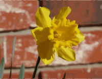 daffodils-05