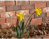 daffodils-07