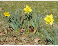 daffodils-11