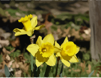 daffodils-14