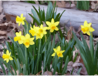 daffodils-17