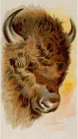 Cigarette card - Buffalo