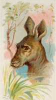Cigarette card - Giant kangaroo