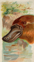 Cigarette card - Duck-billed platypus