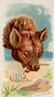 Cigarette card - Hyena