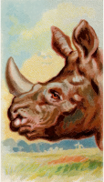 Cigarette card - Indian rhinoceros